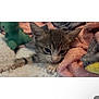 kitten, cat, animal, pet, cute, fluffy, blanket, plush_toy, sleepy, cozy, soft, fur, indoor, resting, young, small, cute_animal, domestic_cat, whiskers, ears