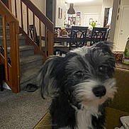 Blaze is registered to the contest to win money with this photo: animal, armchair, black_and_white, carpet, close_up, cozy, dining_room, dog, fluffy, furniture, home, indoor, kitchen, living_room, long_hair, pet, portrait, shaggy, staircase, tulips
