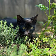 Arlo participe au concours pour gagner de l'argent avec cette photo : black_cat, cat, animal, pet, outdoor, greenery, foliage, plants, nature, sunlight, yellow_eyes, curious, alert, mammal, closeup, garden, wildlife, ground, portrait, quiet