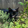 black_cat, cat, animal, pet, outdoor, greenery, foliage, plants, nature, sunlight, yellow_eyes, curious, alert, mammal, closeup, garden, wildlife, ground, portrait, quiet