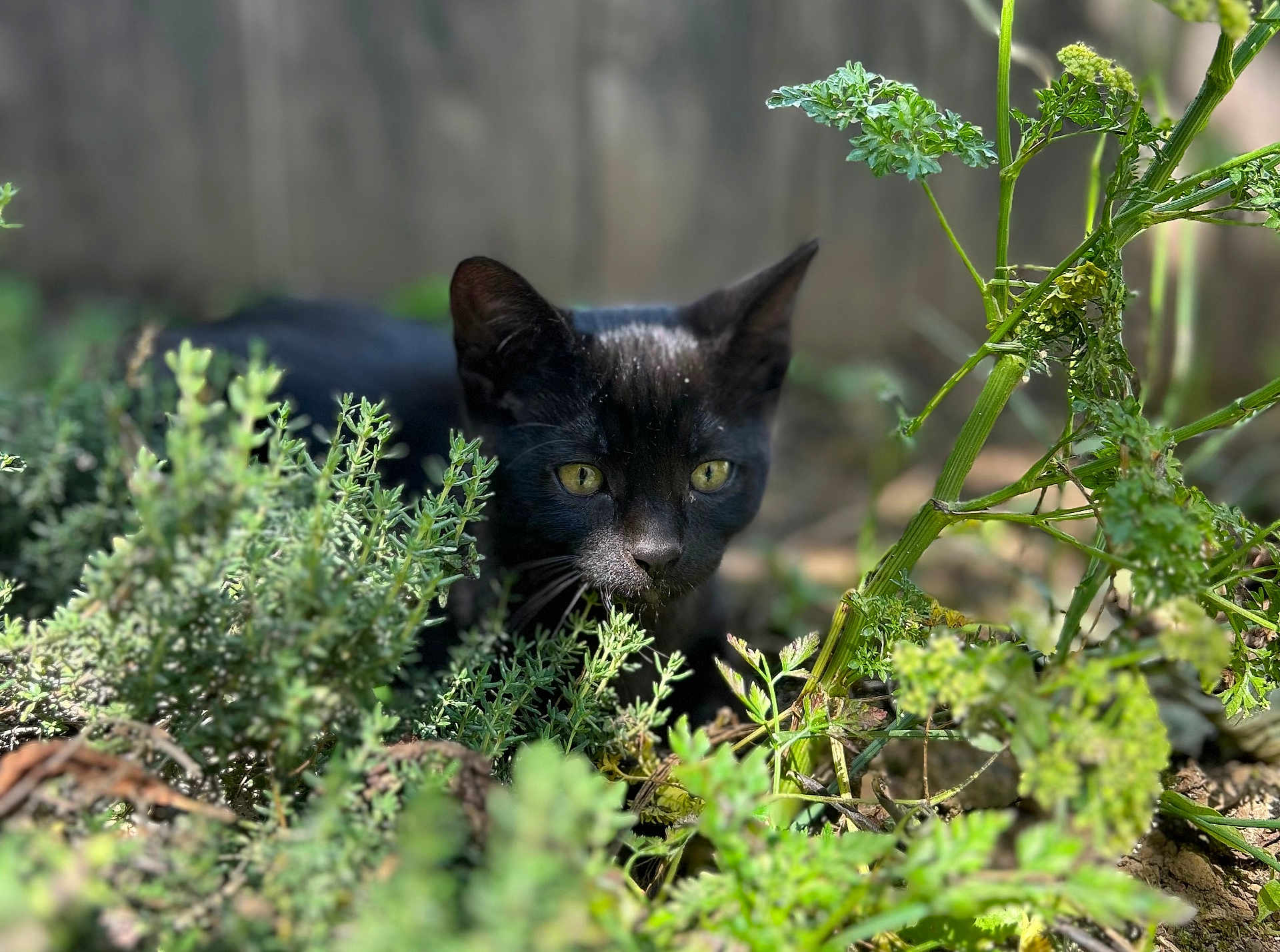Arlo participe au concours pour gagner de l'argent avec cette photo : black_cat, cat, animal, pet, outdoor, greenery, foliage, plants, nature, sunlight, yellow_eyes, curious, alert, mammal, closeup, garden, wildlife, ground, portrait, quiet