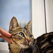 Malya participe au concours pour gagner de l'argent avec cette photo : cat, tabby_cat, pet, feline, animal, whiskers, green_eyes, striped_fur, close_up, portrait, indoors, window, curtain, human_hand, petting, relaxed, lying_down, brown_fur, black_stripes, cozy