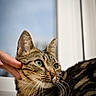 cat, tabby_cat, pet, feline, animal, whiskers, green_eyes, striped_fur, close_up, portrait, indoors, window, curtain, human_hand, petting, relaxed, lying_down, brown_fur, black_stripes, cozy