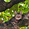 Malya a rejoint le concours — aidez-le/la à gagner de superbes lots ! cat, tabby_cat, animal, pet, feline, tree, branch, moss, forest, outdoors, nature, greenery, leaves, wildlife, portrait, close_up, staring, whiskers, striped_fur, vertical_photo