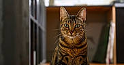 Malya participe au concours pour gagner de l'argent avec cette photo : cat, tabby_cat, pet, animal, feline, striped_fur, green_eyes, whiskers, ears, sitting, indoors, living_room, wooden_floor, reflection, television, furniture, portrait, centered_subject, eye_contact, home
