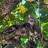 cat, tabby_cat, animal, pet, feline, tree, branch, moss, lichen, forest, foliage, leaves, outdoors, nature, wildlife, portrait, blue_eyes, striped_fur, sitting, relaxed