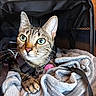 Malya a rejoint le concours — aidez-le/la à gagner de superbes lots ! cat, tabby, pet, animal, feline, green_eyes, whiskers, ears, striped_fur, harness, carrier, travel, blanket, cozy, indoors, portrait, close_up, sitting, curious, cute