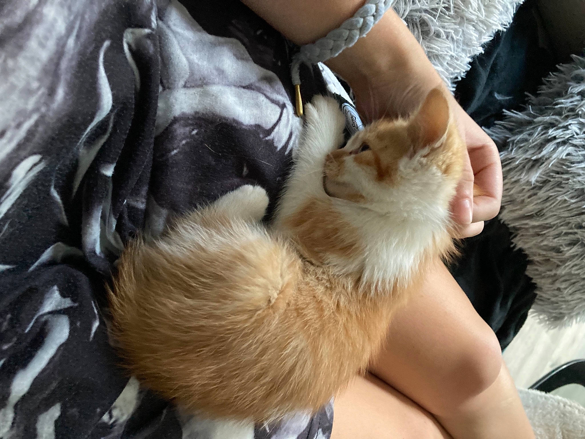 Rio participe au concours pour gagner de l'argent avec cette photo : canidae, carnivore, cat, claw, ear, fawn, felidae, fur, hand, small_to_medium_sized_cats, tail, whiskers