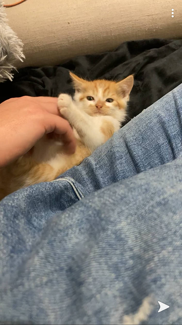 Rio participe au concours pour gagner de l'argent avec cette photo : aegean_cat, asian, british_semi_longhair, carnivore, cat, domestic_short_haired_cat, european_shorthair, fawn, felidae, fur, kitten, mammal, munchkin, norwegian_forest_cat, ojos_azules, polydactyl_cat, small_to_medium_sized_cats, tabby_cat, whiskers