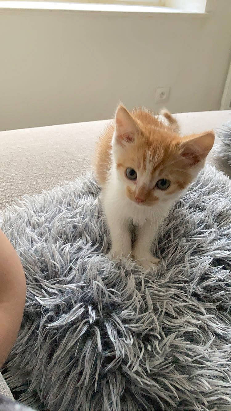 Rio participe au concours pour gagner de l'argent avec cette photo : aegean_cat, british_semi_longhair, carnivore, cat, domestic_long_haired_cat, domestic_short_haired_cat, european_shorthair, fawn, felidae, fur, kitten, laperm, mammal, polydactyl_cat, ragdoll, small_to_medium_sized_cats, tabby_cat, turkish_angora, turkish_van, whiskers