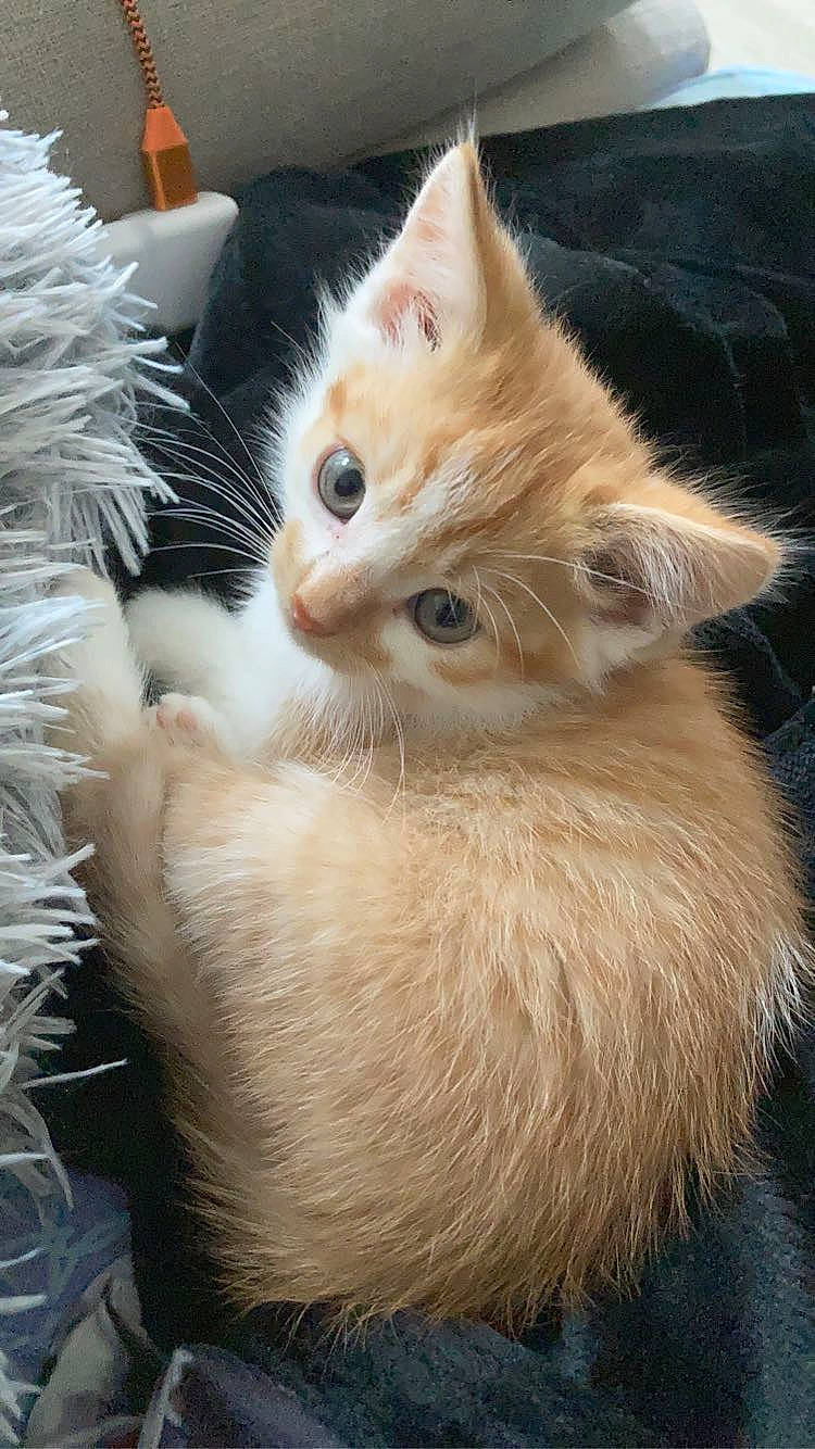 Rio participe au concours pour gagner de l'argent avec cette photo : asian_semi_longhair, british_semi_longhair, carnivore, cat, domestic_long_haired_cat, fawn, felidae, fur, german_rex, kitten, mammal, norwegian_forest_cat, ojos_azules, ragamuffin, small_to_medium_sized_cats, tail, turkish_angora, turkish_van, vertebrate, whiskers