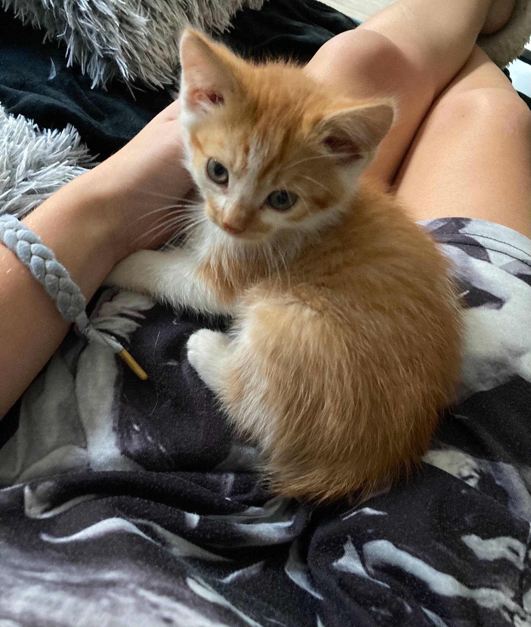 Rio participe au concours pour gagner de l'argent avec cette photo : asian, carnivore, cat, claw, domestic_long_haired_cat, domestic_short_haired_cat, european_shorthair, fawn, felidae, fur, german_rex, kitten, mammal, oriental_longhair, small_to_medium_sized_cats, vertebrate, whiskers