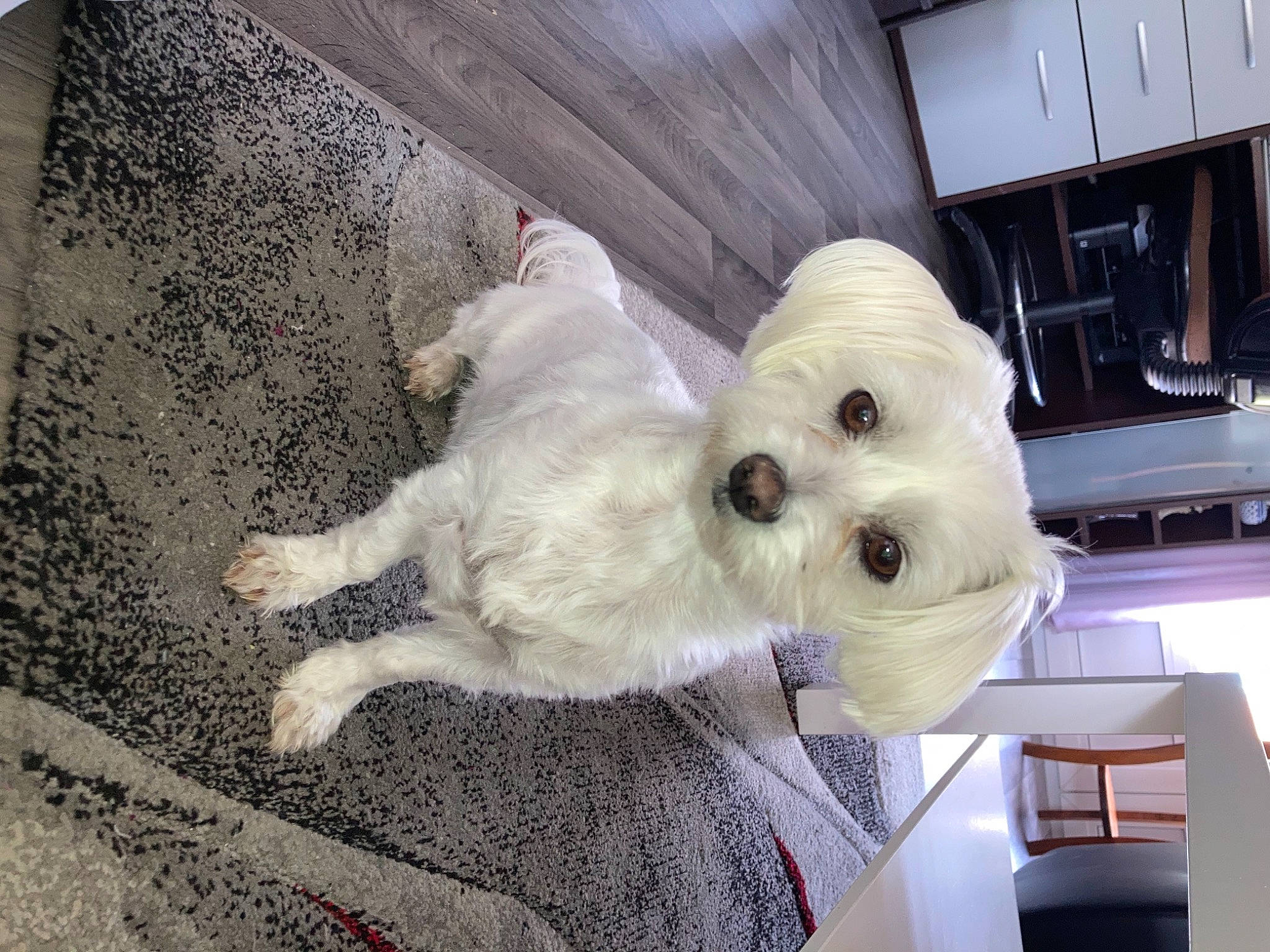 Maya participe au concours pour gagner de l'argent avec cette photo : bichon, bolonka, canidae, carnivore, companion_dog, dog, dog_breed, havanese, maltese, mammal, morkie, non_sporting_group, puppy, puppy_love, rare_breed_dog, schnoodle, sporting_group, toy_dog, vertebrate, west_highland_white_terrier