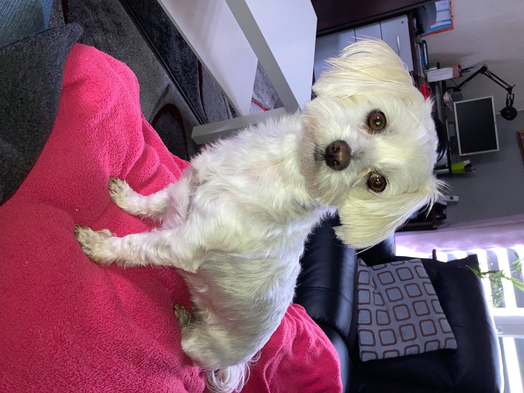 Maya a rejoint le concours — aidez-le/la à gagner de superbes lots ! bolonka, canidae, carnivore, companion_dog, dog, dog_breed, maltese, mammal, miniature_schnauzer, morkie, puppy, rare_breed_dog, schnoodle, sealyham_terrier, sporting_group, sporting_lucas_terrier, terrier, tibetan_terrier, toy_dog, west_highland_white_terrier