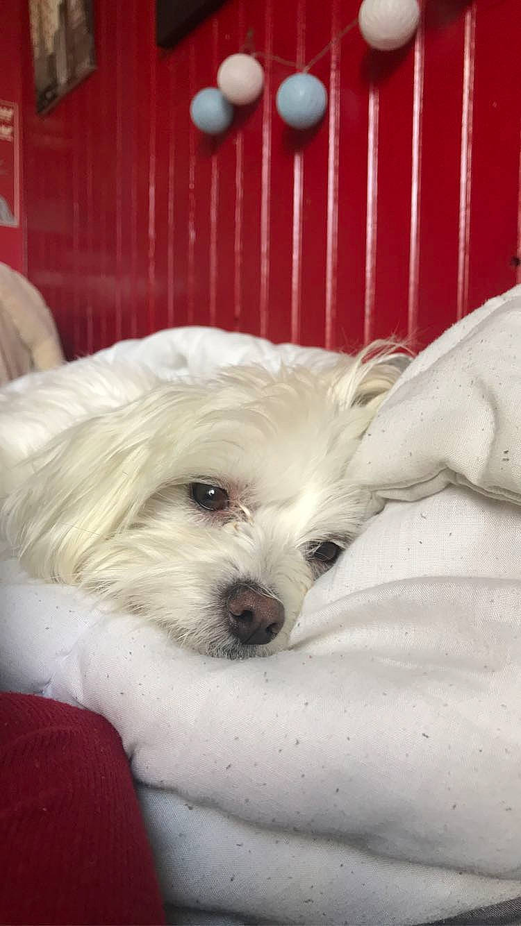 Maya a rejoint le concours — aidez-le/la à gagner de superbes lots ! bichon, bolonka, canidae, carnivore, chinese_imperial_dog, companion_dog, coton_de_tulear, dog, dog_breed, havanese, kyi_leo, maltepoo, maltese, mammal, puppy, puppy_love, schnoodle, skin, toy_dog, vertebrate