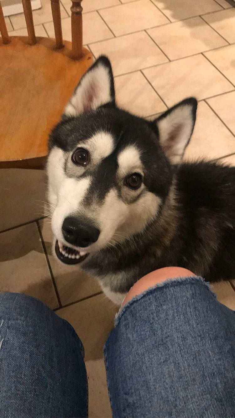 Orya a rejoint le concours — aidez-le/la à gagner de superbes lots ! alaskan_klee_kai, alaskan_malamute, canidae, carnivore, dog, dog_breed, east_siberian_laika, labrador_husky, mammal, miniature_siberian_husky, northern_inuit_dog, nose, sakhalin_husky, seppala_siberian_sleddog, siberian_husky, sled_dog, snout, tamaskan_dog, vertebrate, wolfdog