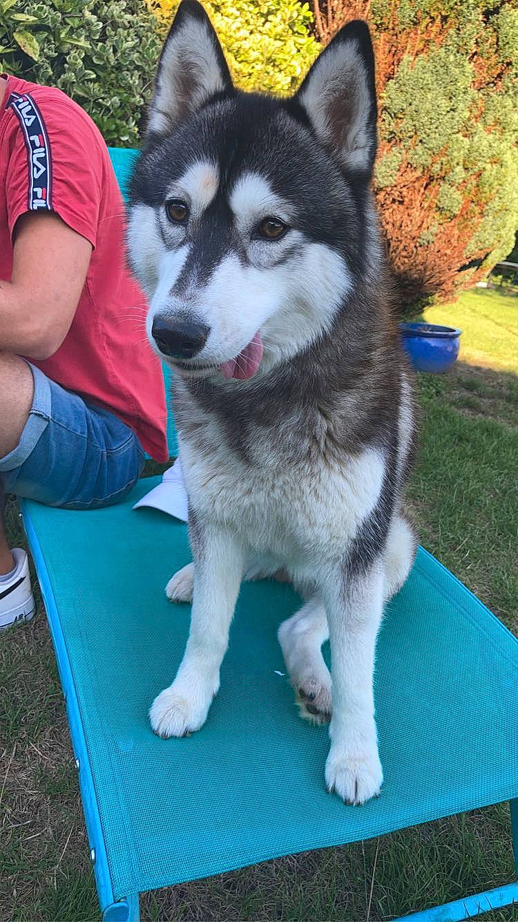 Orya a rejoint le concours — aidez-le/la à gagner de superbes lots ! alaskan_klee_kai, alaskan_malamute, canadian_eskimo_dog, canidae, carnivore, dog, dog_breed, jamthund, mammal, miniature_siberian_husky, native_american_indian_dog, northern_inuit_dog, sakhalin_husky, seppala_siberian_sleddog, siberian_husky, sled_dog, tamaskan_dog, vertebrate, wolfdog, working_dog