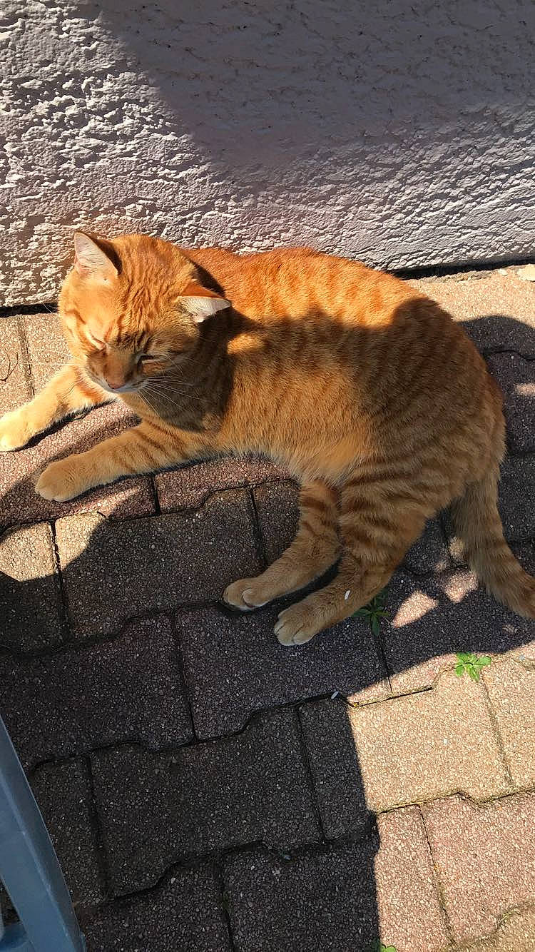 Filou a rejoint le concours — aidez-le/la à gagner de superbes lots ! aegean_cat, arabian_mau, asian, carnivore, cat, domestic_short_haired_cat, dragon_li, european_shorthair, fawn, felidae, german_rex, mammal, ocicat, small_to_medium_sized_cats, tabby_cat, tail, whiskers, wild_cat