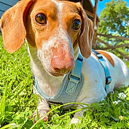 Marvin is registered to the contest to win money with this photo: dog, close_up, outdoor, grass, blue_sky, greenery, canine, pet, harness, nature, sunlight, animal, ears, snout, brown_and_white, daytime, wooden_structure, tree, relaxed, cute