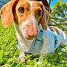 dog, close_up, outdoor, grass, blue_sky, greenery, canine, pet, harness, nature, sunlight, animal, ears, snout, brown_and_white, daytime, wooden_structure, tree, relaxed, cute