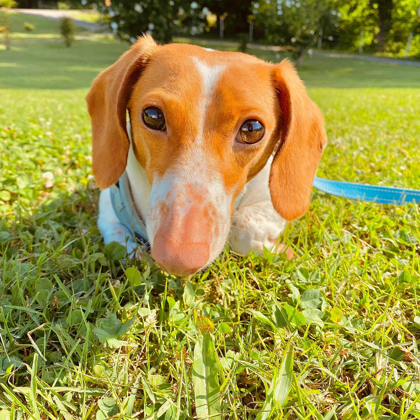 Marvin is registered to the contest to win money with this photo: dog, puppy, dachshund, grass, outdoor, leash, sunlight, pet, animal, closeup, nature, greenery, cute, ears, snout, eyes, summer, playful, park, adorable