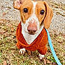Marvin joined the competition — help win amazing prizes! dog, dachshund, pet, animal, orange_sweater, leash, grass, leaves, outdoor, cute, small_dog, brown_and_white, walking, nature, fall, ground, close_up, ears, eyes, nose