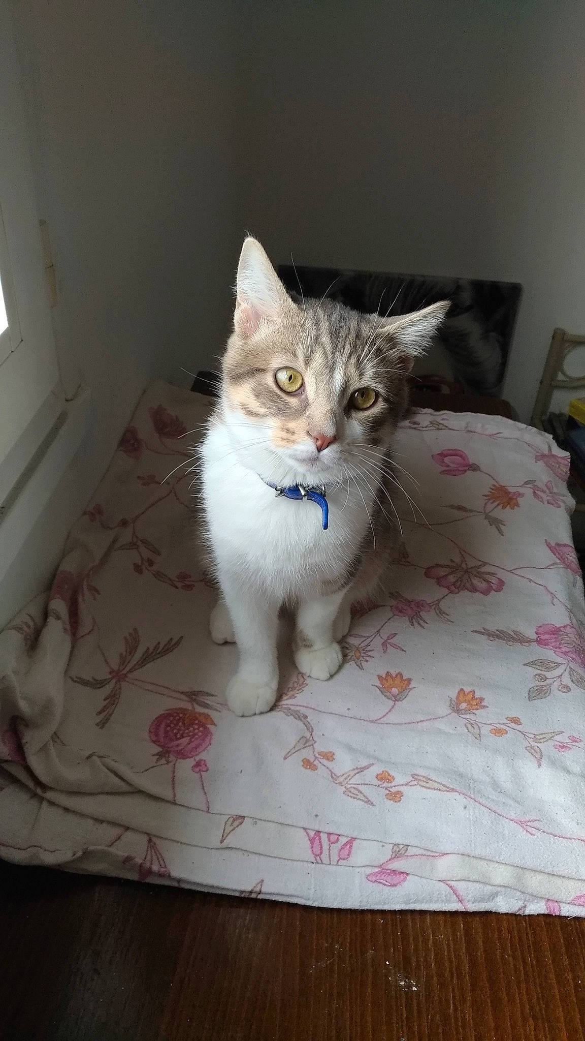 Mistygris a rejoint le concours — aidez-le/la à gagner de superbes lots ! aegean_cat, american_shorthair, asian, australian_mist, burmilla, carnivore, cat, domestic_short_haired_cat, european_shorthair, felidae, fur, kitten, mammal, ojos_azules, polydactyl_cat, small_to_medium_sized_cats, tabby_cat, whiskers