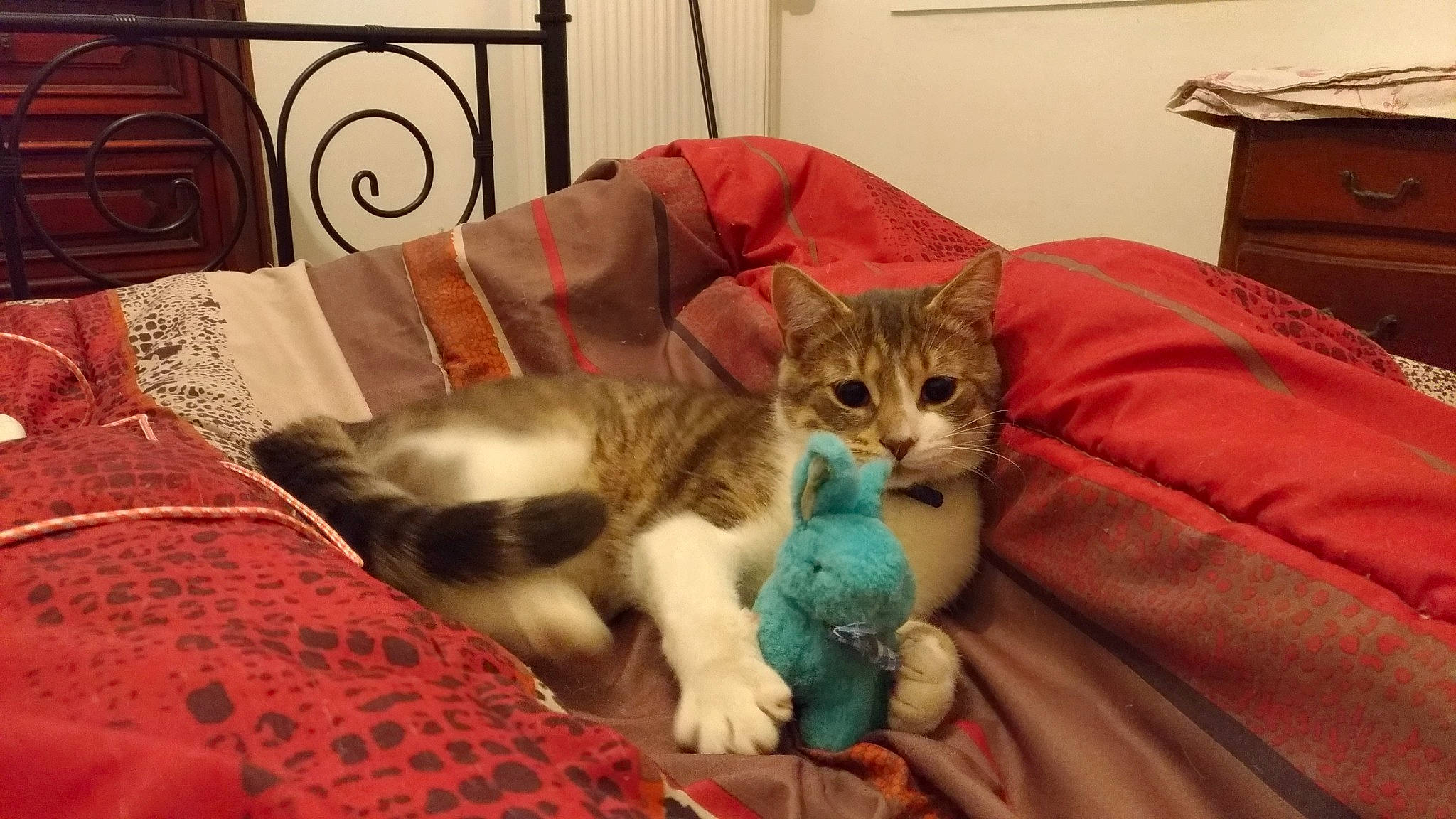 Mistygris a rejoint le concours — aidez-le/la à gagner de superbes lots ! aegean_cat, american_shorthair, american_wirehair, arabian_mau, asian, australian_mist, carnivore, cat, domestic_short_haired_cat, dragon_li, european_shorthair, felidae, fur, kitten, mammal, ojos_azules, singapura, small_to_medium_sized_cats, tabby_cat, whiskers