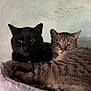 cat, black_cat, tabby_cat, feline, pet, animal, cozy, resting, snuggling, fur, ears, whiskers, indoor, cat_perch, sleepy, close_up, two_animals, companion, relaxed, mammal