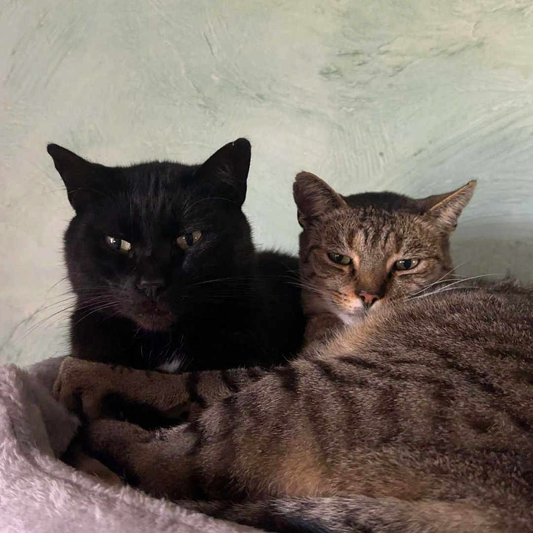 Gégé Et Chachat participe au concours pour gagner de l'argent avec cette photo : animal, black_cat, cat, cat_perch, close_up, companion, cozy, ears, feline, fur, indoor, mammal, pet, relaxed, resting, sleepy, snuggling, tabby_cat, two_animals, whiskers