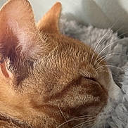 Simba joined the competition — help win amazing prizes! cat, ginger_cat, sleeping, close_up, fur, whiskers, cozy, blanket, pet, animal, relaxing, indoor, soft_light, mammal, cute, peaceful, head, side_view, feline, resting