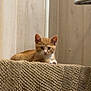 Simba joined the competition — help win amazing prizes! kitten, cat, orange_tabby, pet, animal, feline, curious, indoor, blanket, texture, wooden_wall, resting, cute, small, young, fur, ears, whiskers, paws, looking