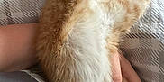 Simba joined the competition — help win amazing prizes! kitten, cat, orange_cat, white_fur, stretching, sleeping, bed, blanket, hand, furry, pet, cute, cozy, domestic_animal, relaxing, animal, paw, fur, resting, indoor