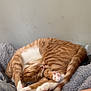 Simba joined the competition — help win amazing prizes! cat, ginger_cat, sleeping, curled_up, paw_pads, tattoo, tattooed_arm, blanket, cozy, indoor, pet, feline, resting, cute, fur, striped, animal, relaxation, comfort, domestic