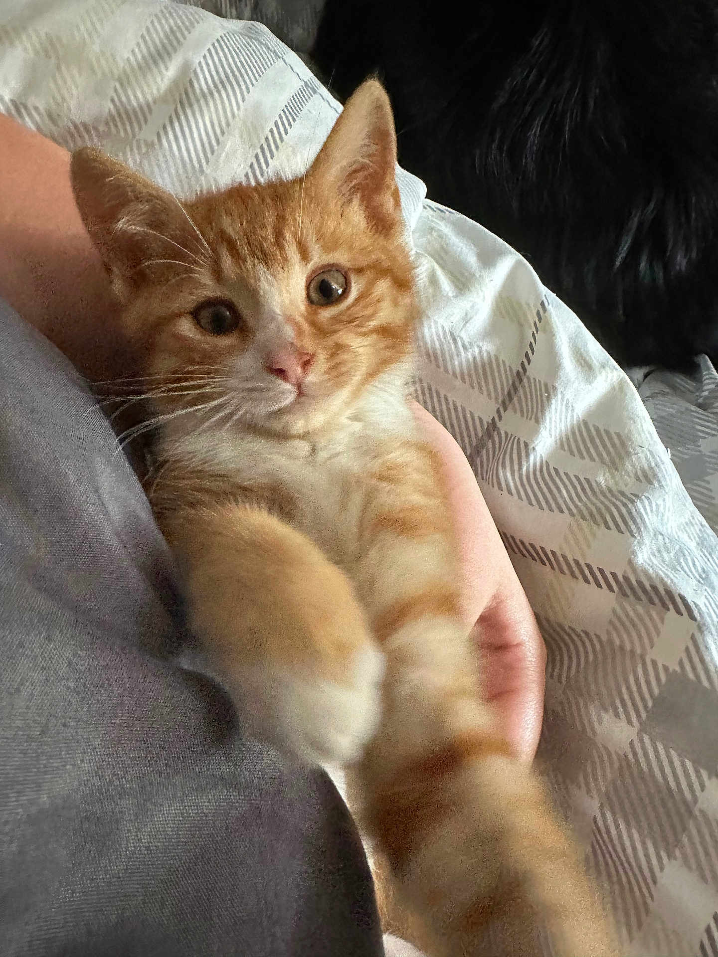 Simba is registered to the contest to win money with this photo: kitten, cat, orange_tabby, paw, pet, cute, feline, animal, domestic, fur, whiskers, patterned_blanket, hand, holding, indoor, close_up, soft_light, relaxed, young, cozy