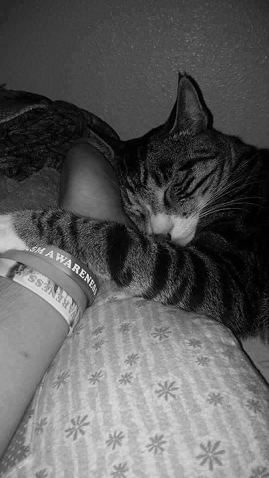 Felix joined the competition — help win amazing prizes! black_and_white, carnivore, cat, comfort, couch, eye, felidae, foot, grey, human_body, human_leg, leg, mammal, monochrome, monochrome_photography, small_to_medium_sized_cats, style, thigh, vertebrate, whiskers