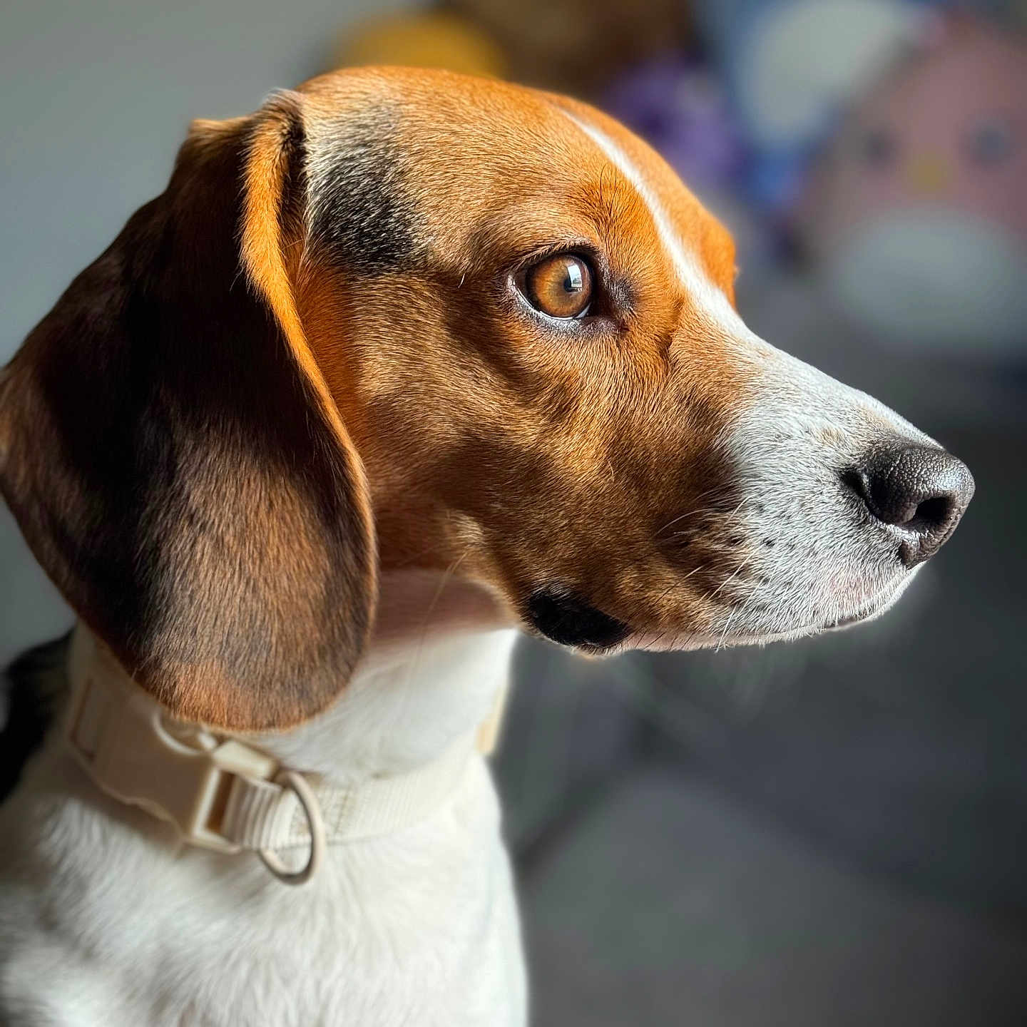 Piper joined the competition — help win amazing prizes! accessories, animal, beagle, canine, collar, dog, hound, labradorretriever, pet, pointer, puppy, snout