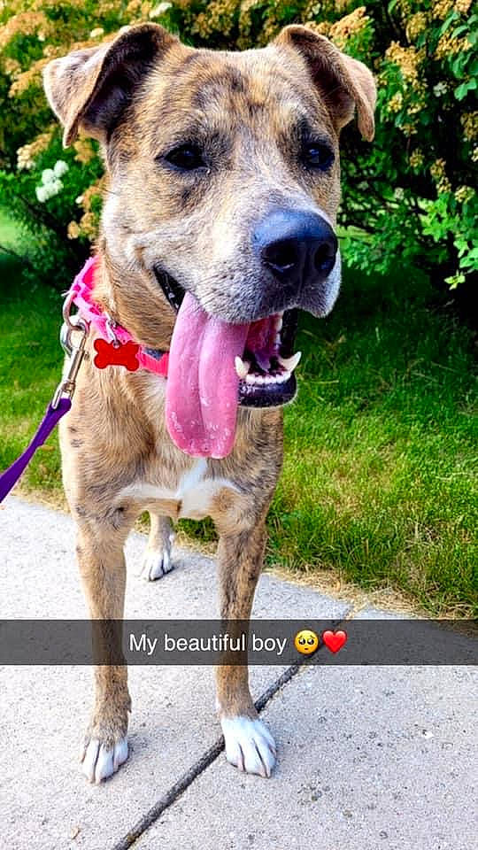 Marshall is registered to the contest to win money with this photo: canidae, carnivore, collar, companion_dog, dog, dog_breed, dog_collar, fawn, grass, leash, pet_supply, plant, snout, sporting_group, working_animal, working_dog