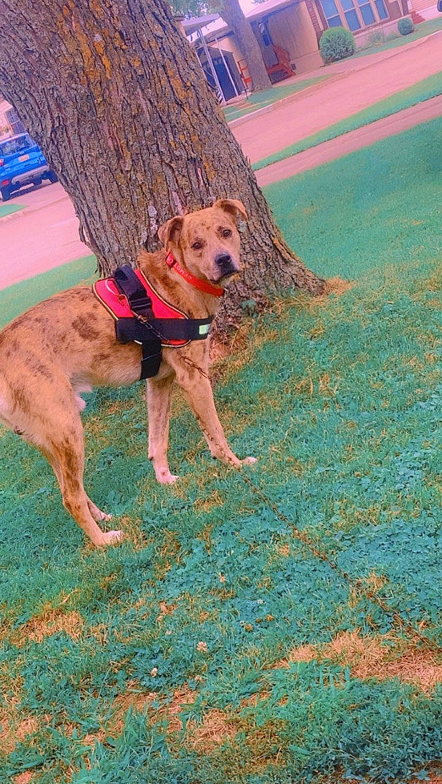 Marshall is registered to the contest to win money with this photo: ball, carnivore, collar, companion_dog, dog, dog_breed, dog_collar, dog_supply, fashion_accessory, flooring, grass, hunting_dog, leash, liver, pet_supply, plant, recreation, tree, working_animal, working_dog