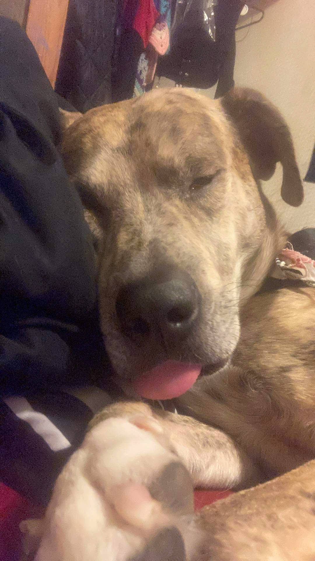 Marshall is registered to the contest to win money with this photo: carnivore, cloud, collar, comfort, companion_dog, dog, dog_breed, dog_collar, fawn, fur, giant_dog_breed, guard_dog, jaw, puppy_love, selfie, snout, sporting_group, whiskers, working_animal, wrinkle