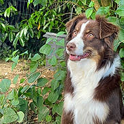 Vénus a rejoint le concours — aidez-le/la à gagner de superbes lots ! dog, brown_and_white, sitting, garden, green_leaves, plants, outdoor, pet, animal, fur, daylight, nature, happy, cute, mammal, canine, eyes, snout, portrait, flora