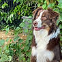 dog, brown_and_white, sitting, garden, green_leaves, plants, outdoor, pet, animal, fur, daylight, nature, happy, cute, mammal, canine, eyes, snout, portrait, flora