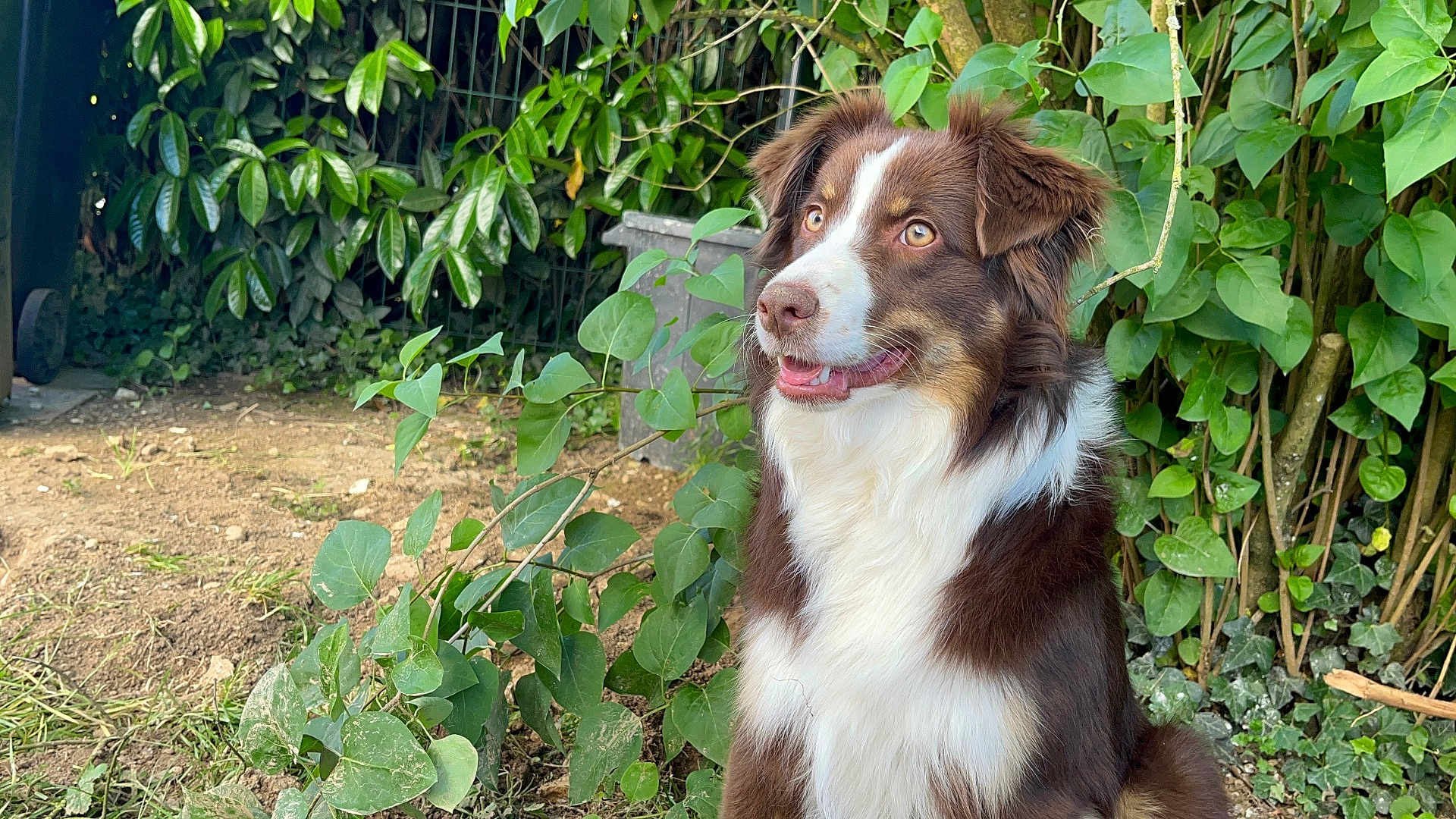 Vénus a rejoint le concours — aidez-le/la à gagner de superbes lots ! dog, brown_and_white, sitting, garden, green_leaves, plants, outdoor, pet, animal, fur, daylight, nature, happy, cute, mammal, canine, eyes, snout, portrait, flora