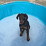Billy a rejoint le concours — aidez-le/la à gagner de superbes lots ! dog, puppy, doberman, blue_pool, empty_pool, outdoor, concrete, pet, animal, young_dog, sitting, looking_up, ears, brown_dog, black_dog, play_area, summer, cute, young_pet, small_pool