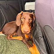 Billy participe au concours pour gagner de l'argent avec cette photo : doberman, puppy, dog, car_interior, blanket, pet, brown_fur, tan_fur, floor_mat, seat_back, collar, indoor, resting, looking_at_camera, animal, young_dog, canine, relaxed, travel, companion