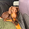 doberman, puppy, dog, car_interior, blanket, pet, brown_fur, tan_fur, floor_mat, seat_back, collar, indoor, resting, looking_at_camera, animal, young_dog, canine, relaxed, travel, companion