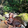 Billy a rejoint le concours — aidez-le/la à gagner de superbes lots ! dog, doberman, puppy, forest, moss, rocks, sunlight, nature, outdoor, greenery, relaxing, animal, canine, collar, brown_coat, pet, daylight, scenery, wildlife, peaceful
