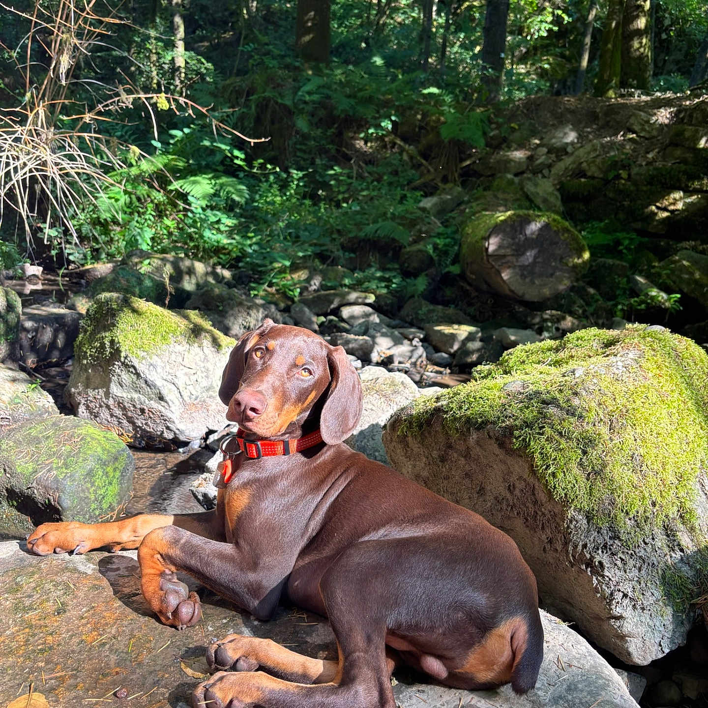 Billy a rejoint le concours — aidez-le/la à gagner de superbes lots ! dog, doberman, puppy, forest, moss, rocks, sunlight, nature, outdoor, greenery, relaxing, animal, canine, collar, brown_coat, pet, daylight, scenery, wildlife, peaceful