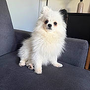 Aria participe au concours pour gagner de l'argent avec cette photo : dog, pomeranian, fluffy, white, black, pet, indoor, couch, furniture, lamp, vase, flowers, curious, sitting, small_dog, cute, companion, domestic, animal, portrait