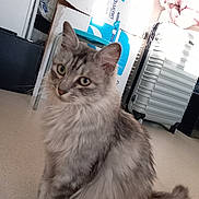 Bella a rejoint le concours — aidez-le/la à gagner de superbes lots ! cat, gray_cat, fluffy, pet, indoor, floor, cardboard_box, suitcase, household, furniture, domestic_animal, feline, whiskers, ears, tail, sitting, curious, fur, closeup, blurred_background